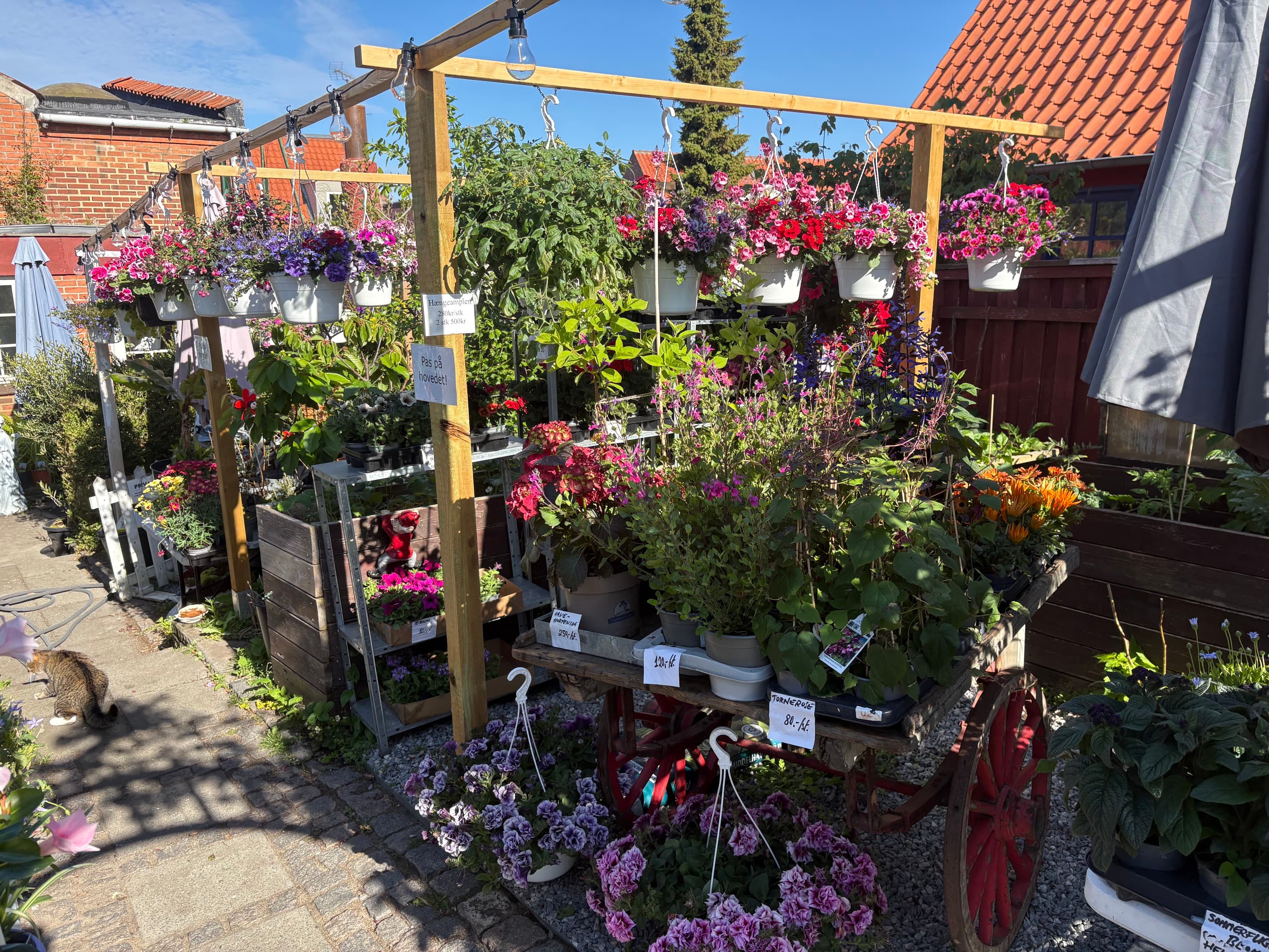 Pergola med dryppende hængeampler, trævogn fuld af blomster og en kat i haven