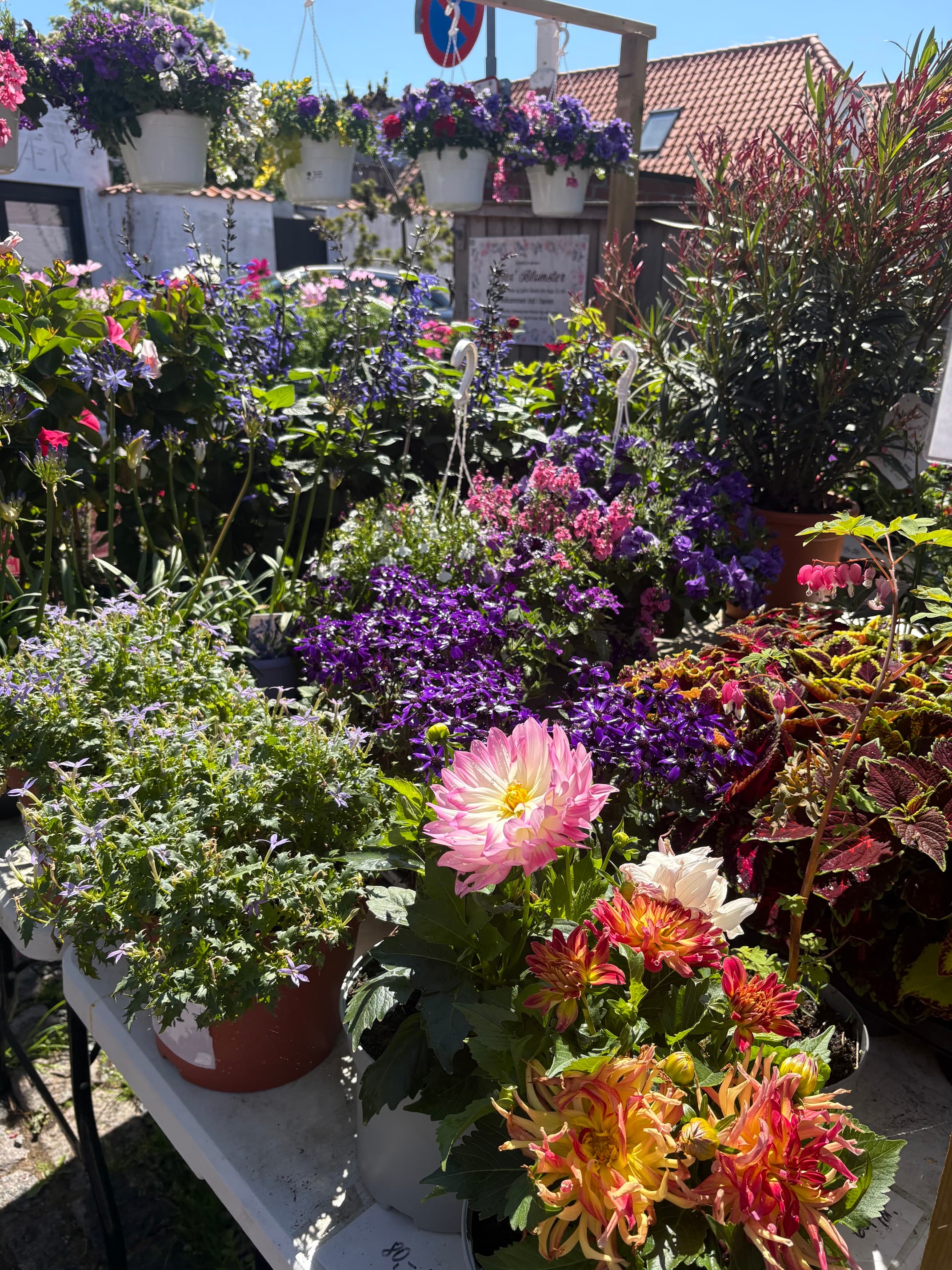 Dahlier og farverige sommerblomster i nærbillede